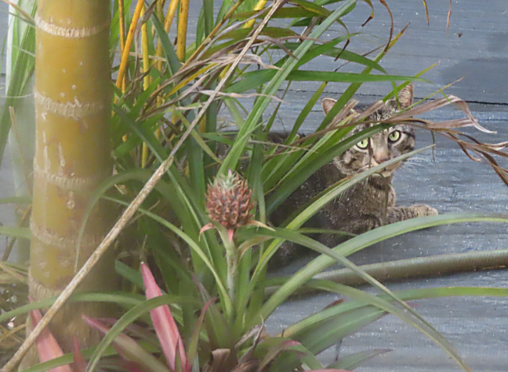 oweowe cat