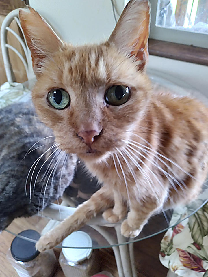 orange cat