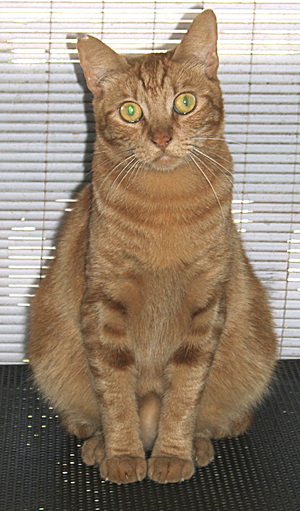 orange cat