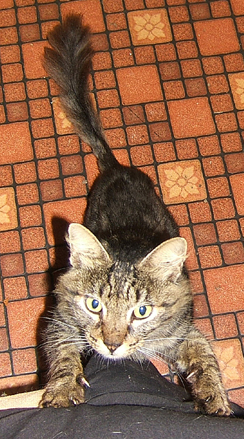 cat