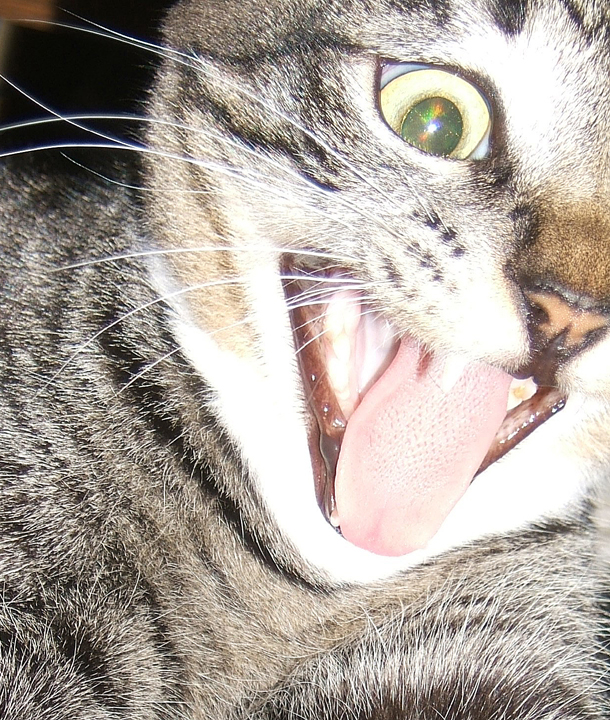cat