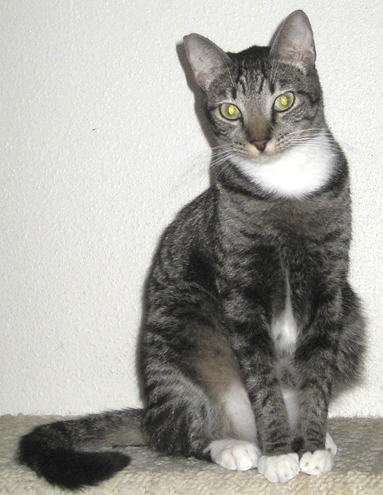 cat