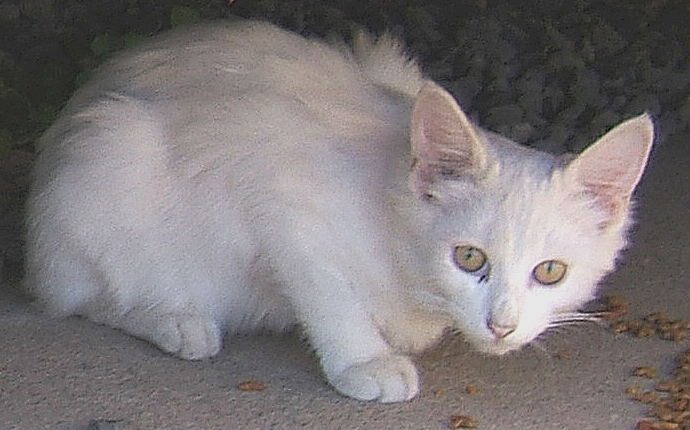 cat