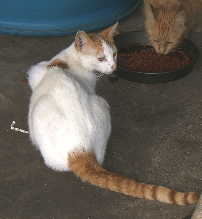 cat