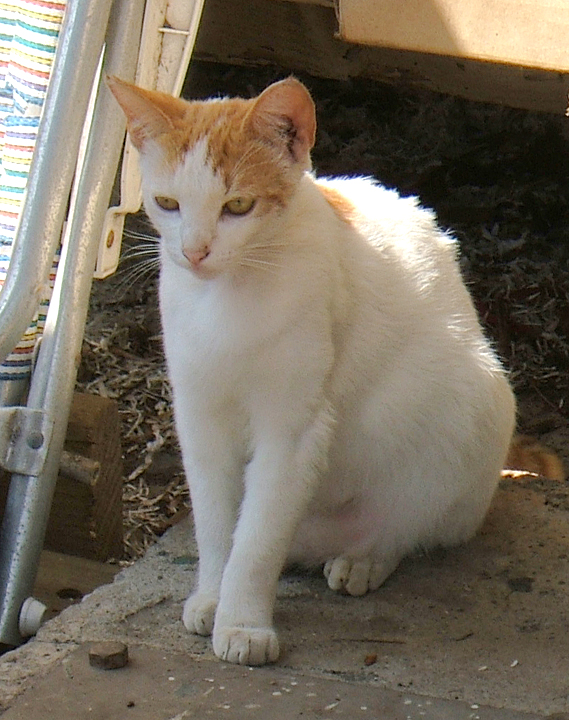 cat