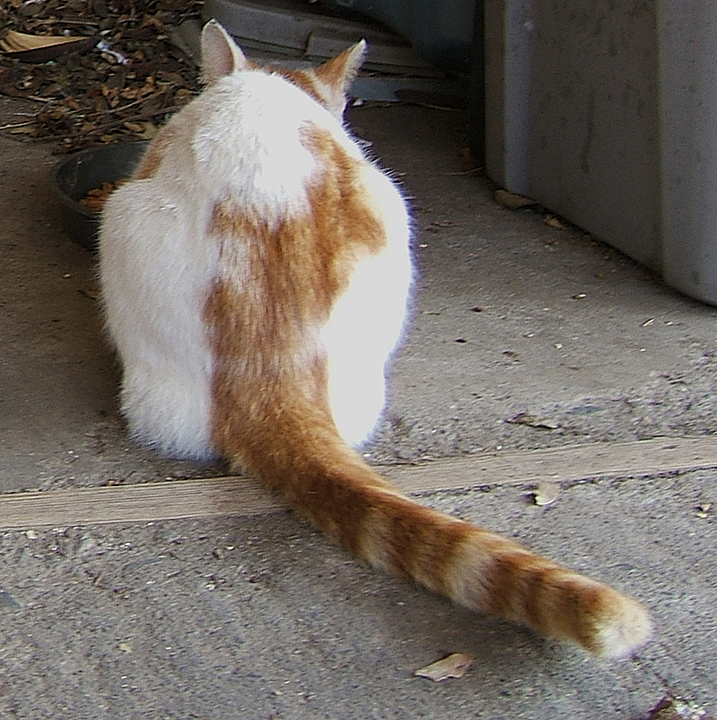cat