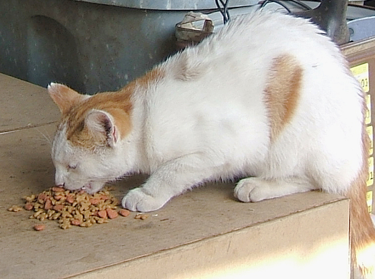 cat