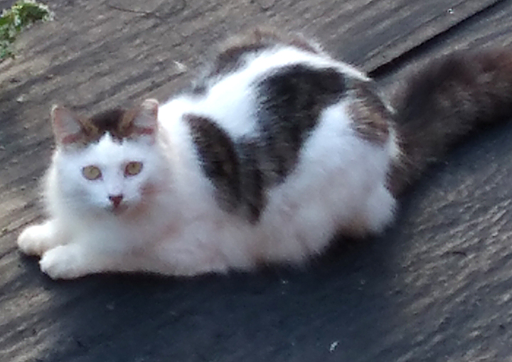 Pebbles cat