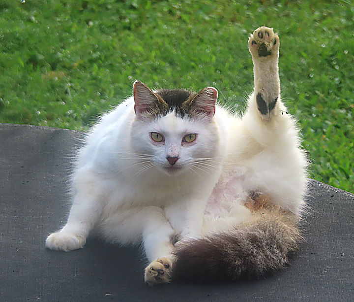 Pebbles cat