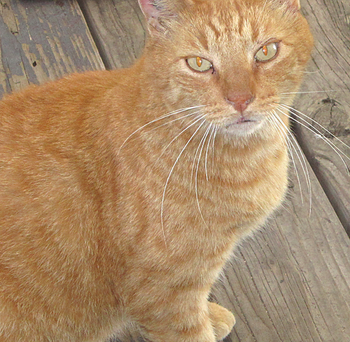 cat named pipsqueak