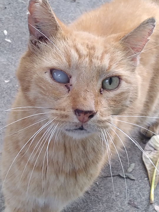 pipsqueak cat with glaucoma