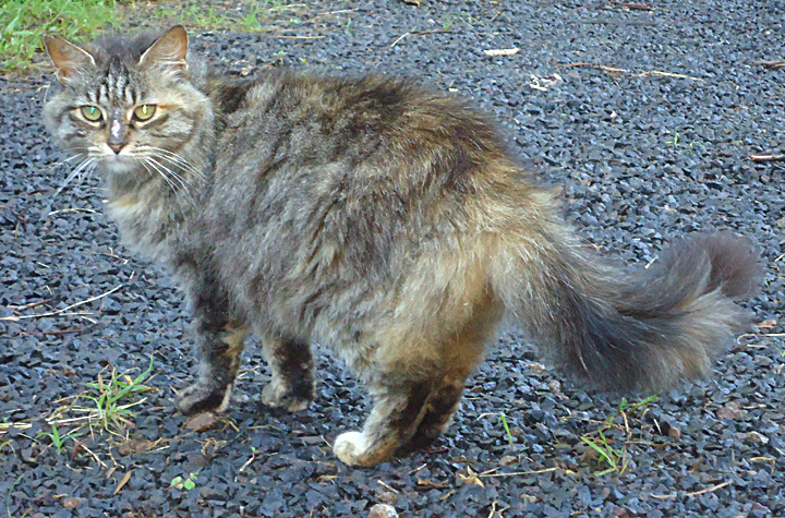 cat
