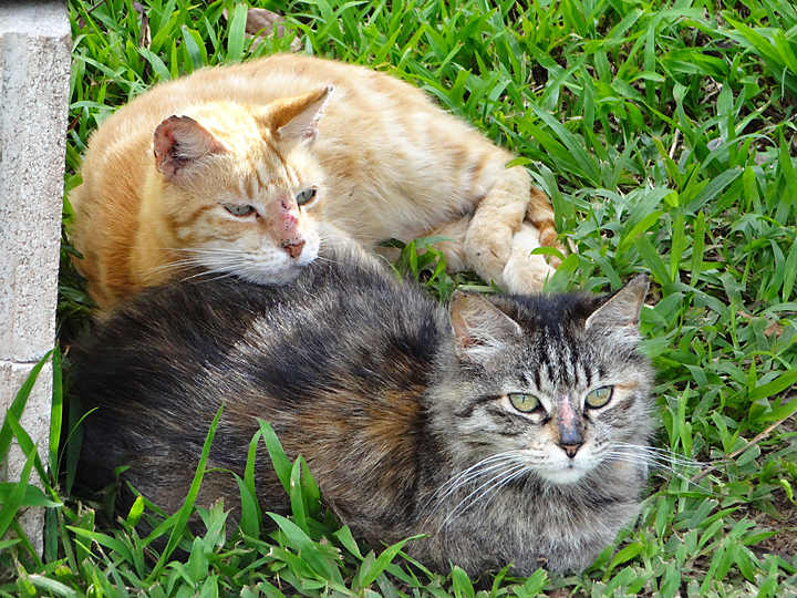 cat