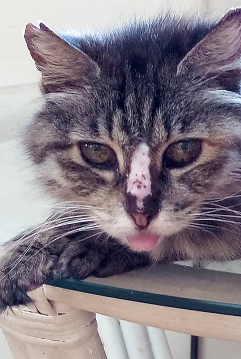 cat