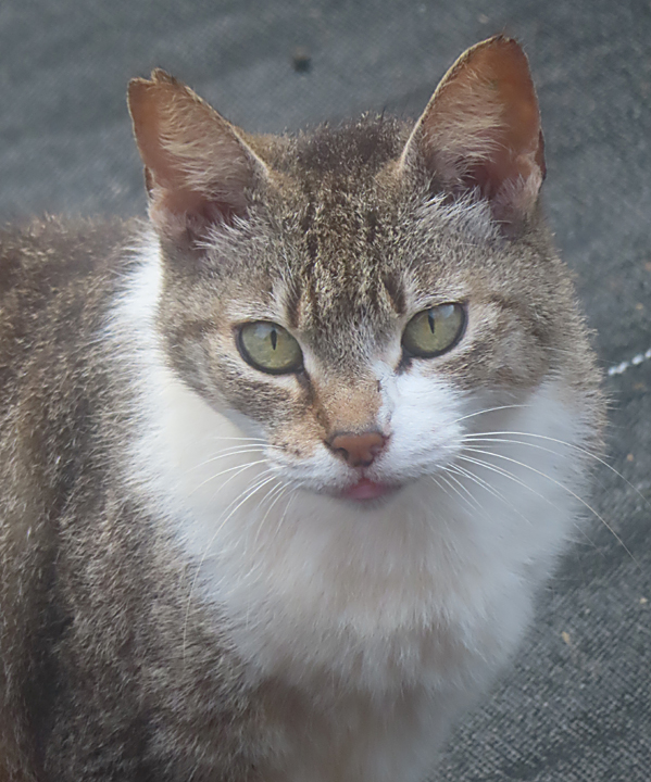 Princess cat