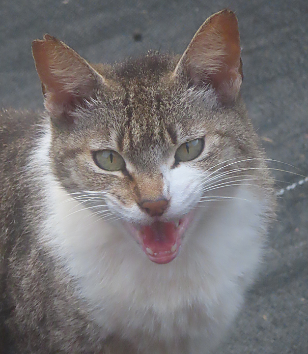 Princess cat