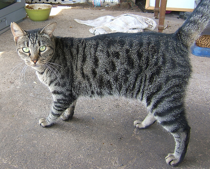 cat
