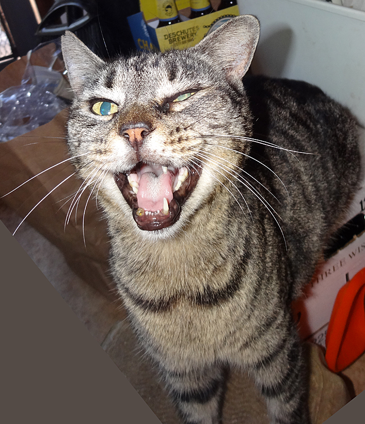 cat