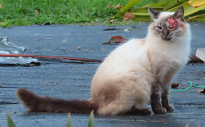 puff cat