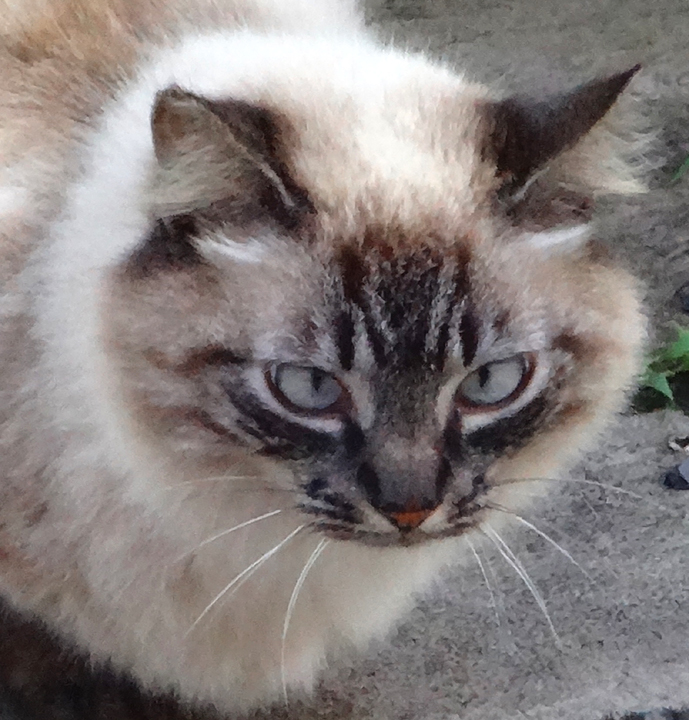 cat