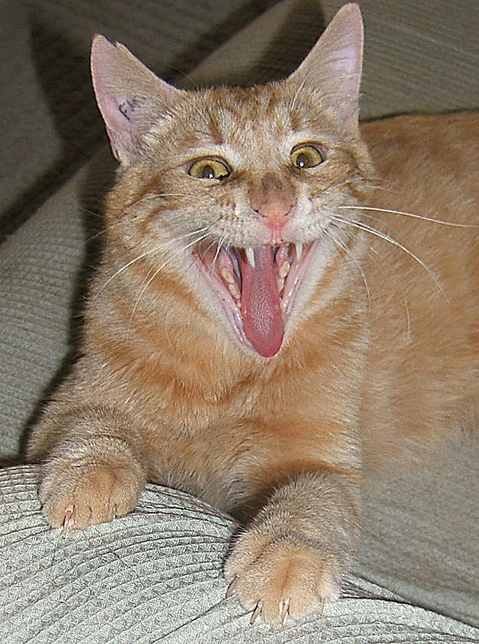 Pumpkin cat
