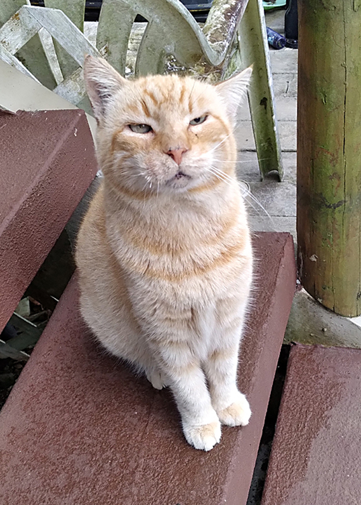 Pumpkin cat