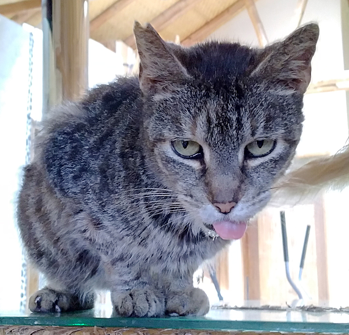 cat