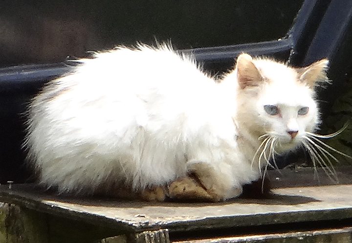 cat