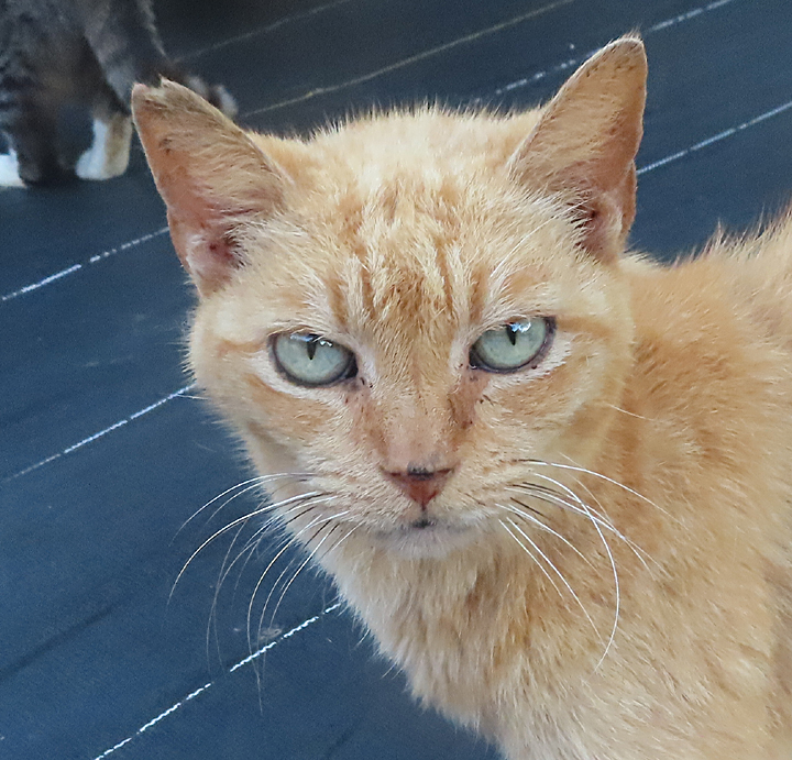 Romeo cat