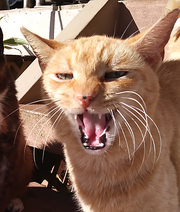 Romeo cat