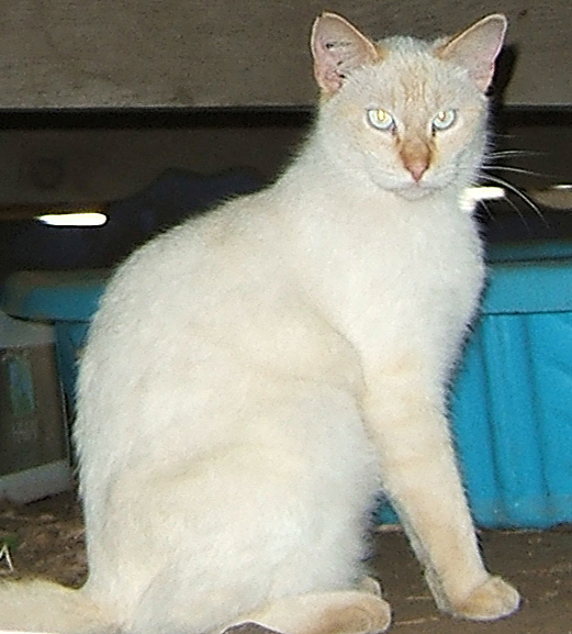 cat