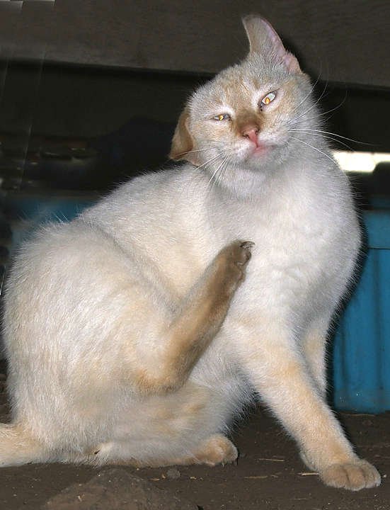 cat