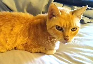 cat