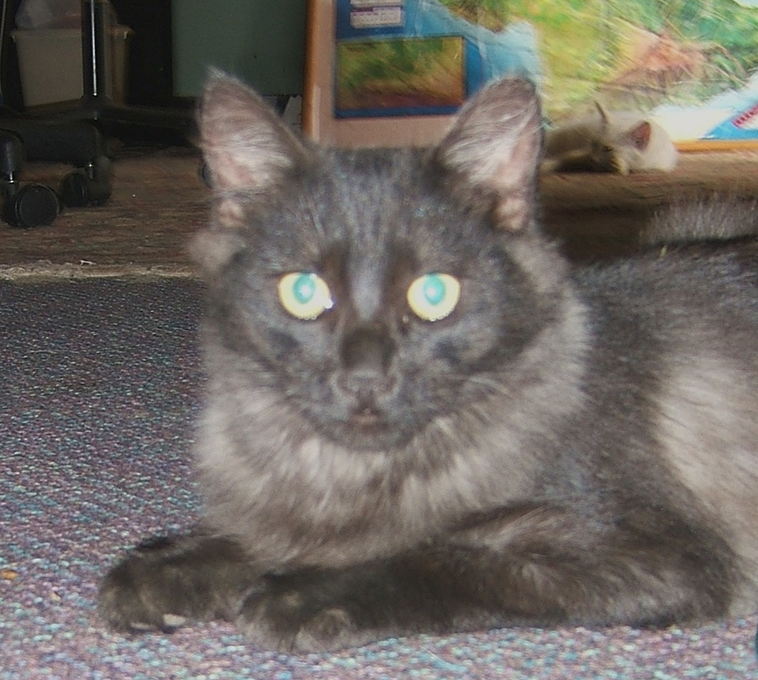 cat