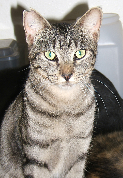 cat