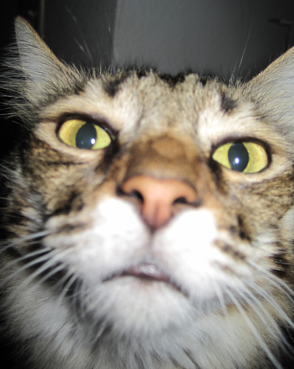 cat