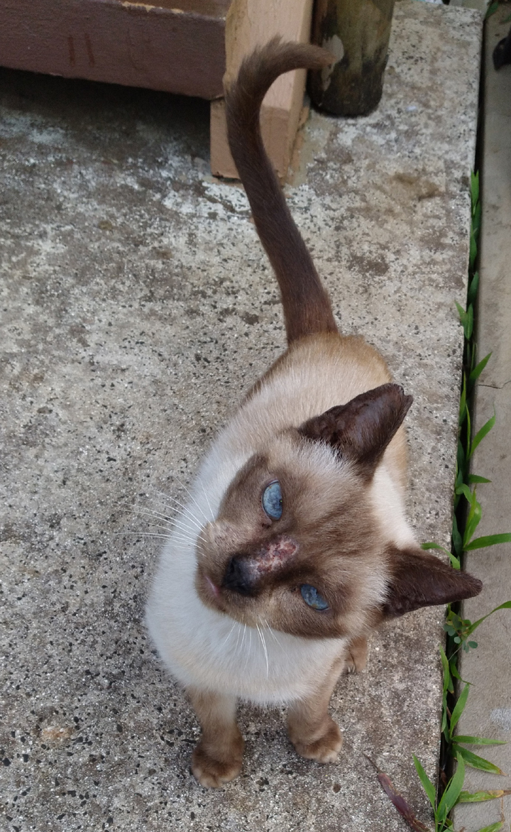 Shango cat