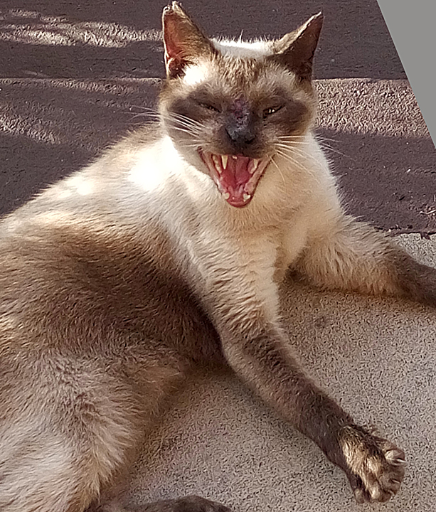 Shango cat