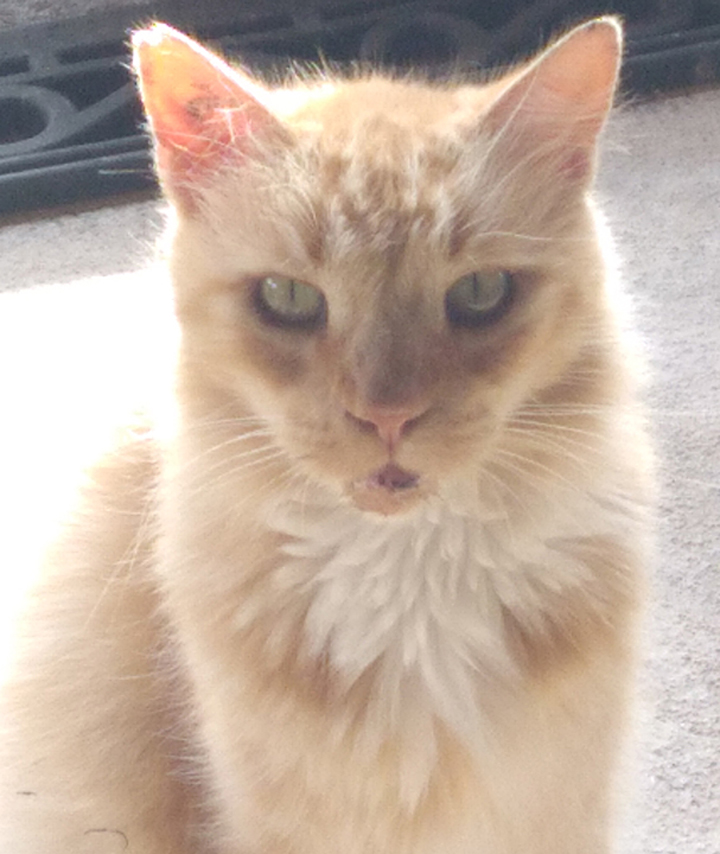 cat