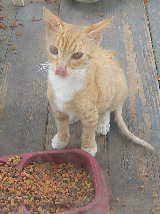 cat