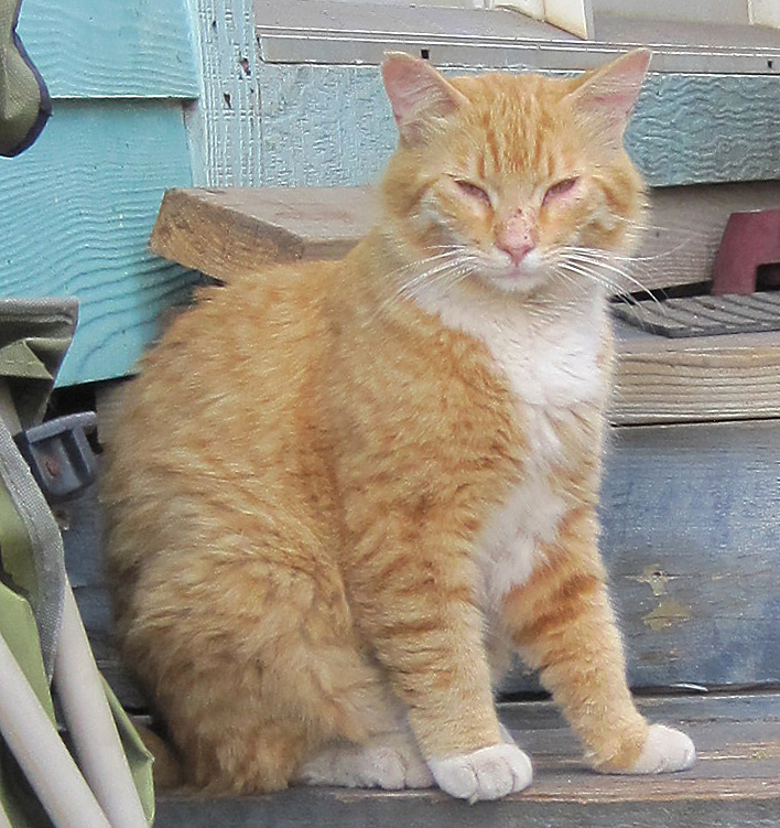 cat