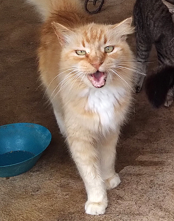 simba cat