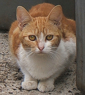 cat