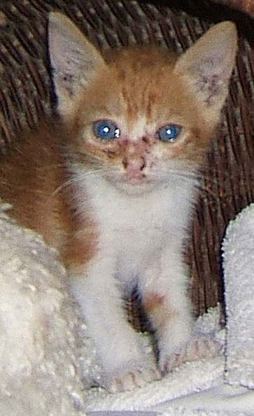 cat