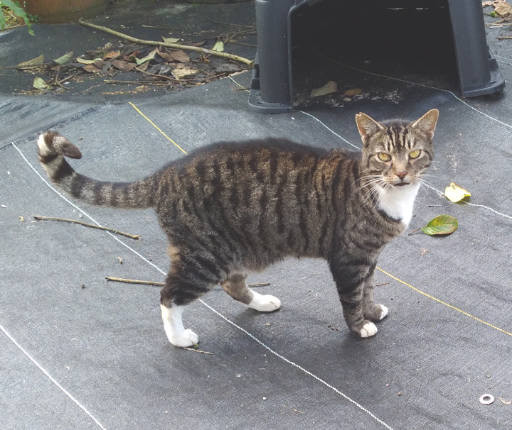 Slinky cat
