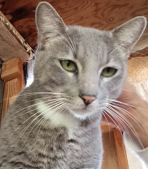 Maui Fire cat smokie