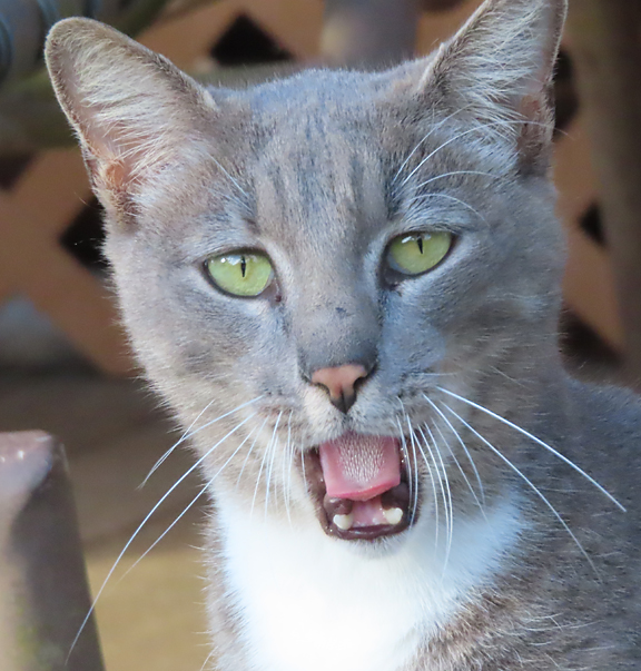 Maui Fire cat smokey