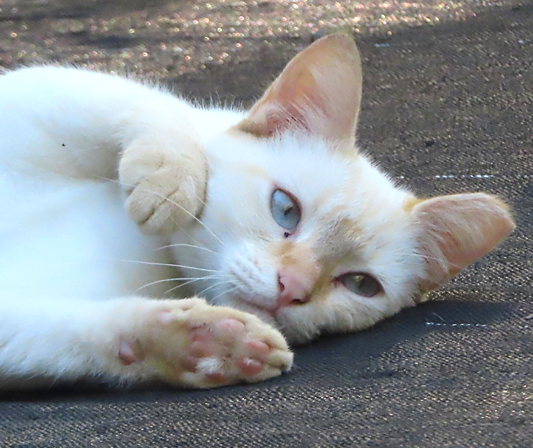 cat named Snow Ball