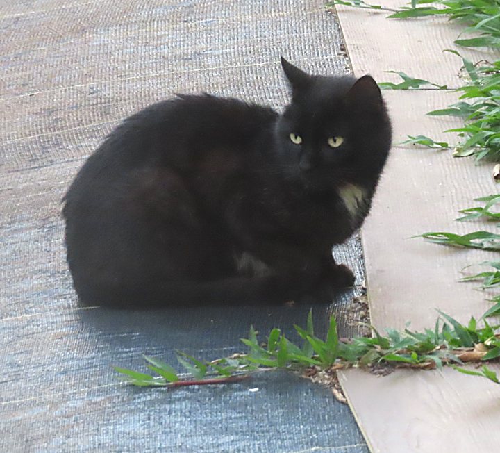 Spot cat