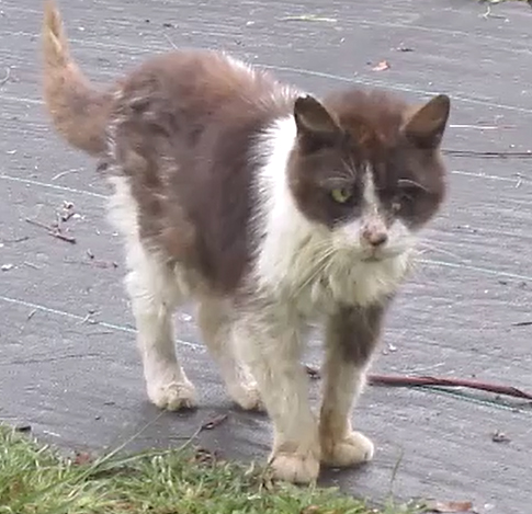 cat